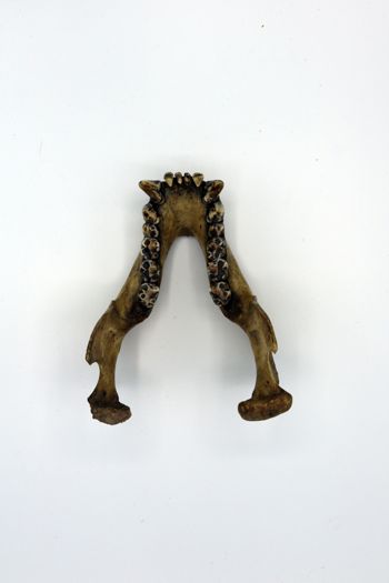 Media type: image;   Mammalogy BOM-9587 Description: Gorilla jaw occlusal view;